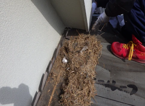 屋根材の裏にできた鳥の巣